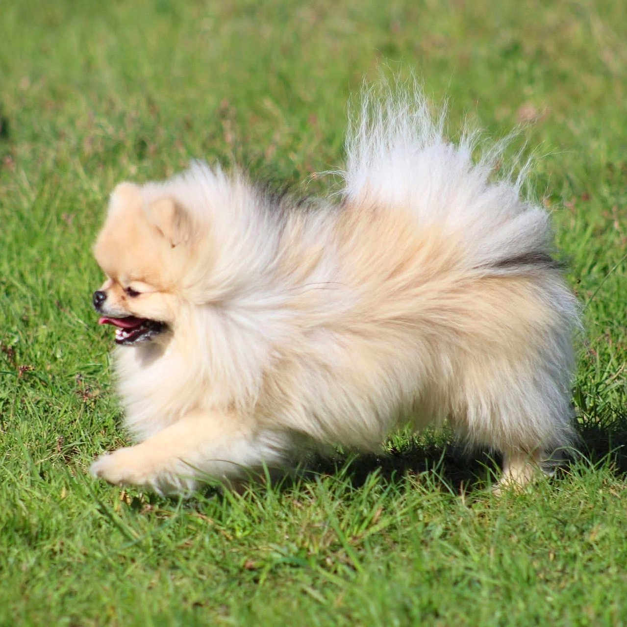 Sky participe au concours pour gagner de l'argent avec cette photo : animal, canine, chow, cockerspaniel, dog, eskimodog, field, grass, grassland, green, lawn, nature, outdoors, papillon, pet, plant, puppy, vegetation, whitedog, yard