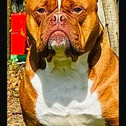 Shanel participe au concours pour gagner de l'argent avec cette photo : dog, brown, white, outdoor, sunlight, animal, pet, canine, portrait, grass, nature, closeup, face, ears, fur, muscular, background, wood, garden, serious