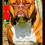 dog, brown, white, outdoor, sunlight, animal, pet, canine, portrait, grass, nature, closeup, face, ears, fur, muscular, background, wood, garden, serious