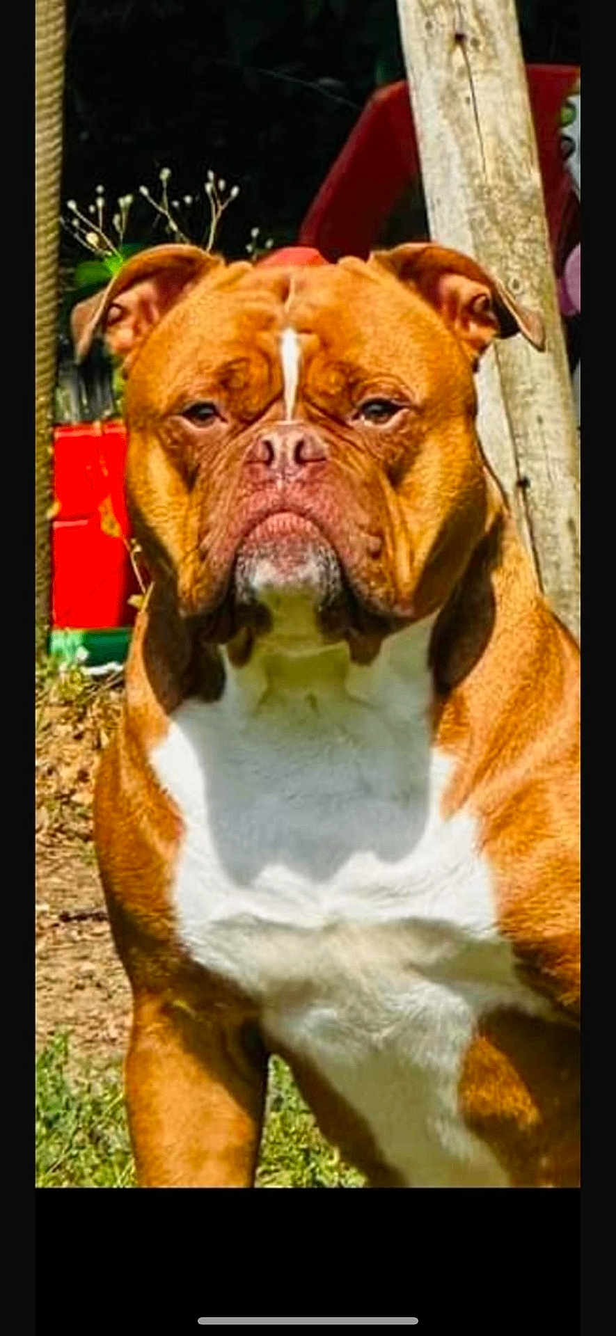 Shanel participe au concours pour gagner de l'argent avec cette photo : dog, brown, white, outdoor, sunlight, animal, pet, canine, portrait, grass, nature, closeup, face, ears, fur, muscular, background, wood, garden, serious