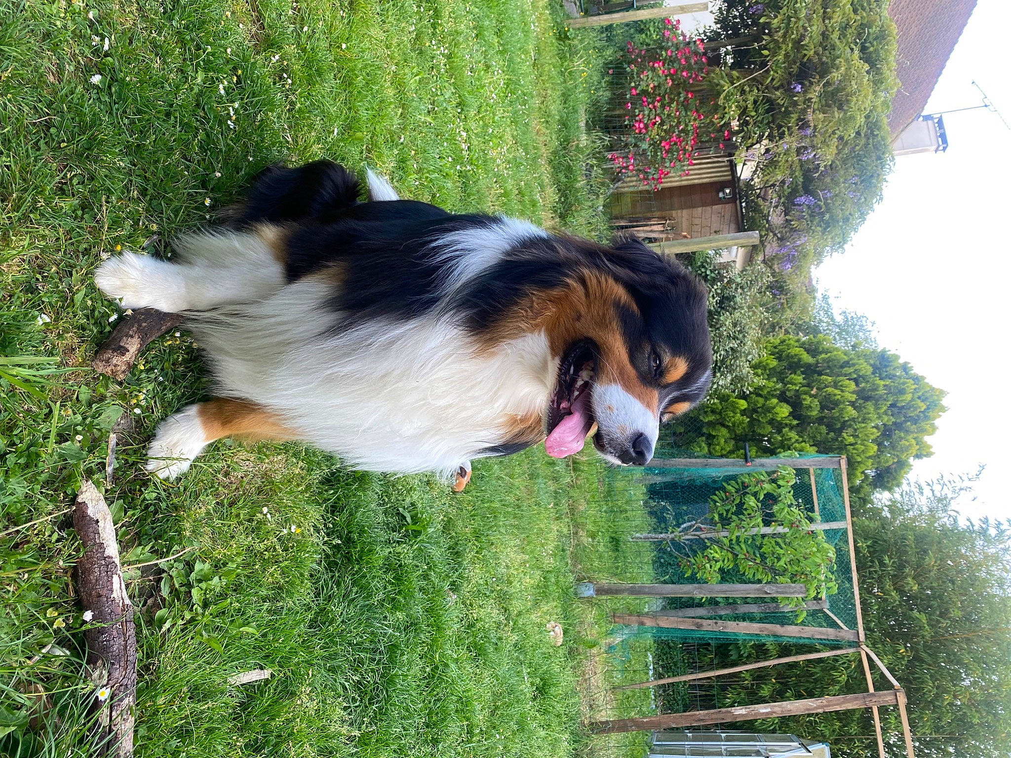 Phantom participe au concours pour gagner de l'argent avec cette photo : border_collie, canidae, carnivore, collie, companion_dog, dog, dog_breed, flowerpot, grass, herding_dog, plant, rough_collie, scotch_collie, shetland_sheepdog, sky, snout, sporting_group, tail, tree, working_dog