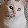 Little Boy is registered to the contest to win money with this photo: cat, white_cat, heterochromia, blue_eye, green_eye, closeup, pet, whiskers, feline, curious, indoor, fur, animal, cute, portrait, mammal, domestic, soft_light, face, ears