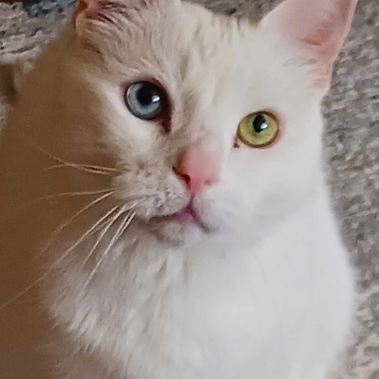 Little Boy is registered to the contest to win money with this photo: animal, blue_eye, cat, closeup, curious, cute, domestic, ears, face, feline, fur, green_eye, heterochromia, indoor, mammal, pet, portrait, soft_light, whiskers, white_cat