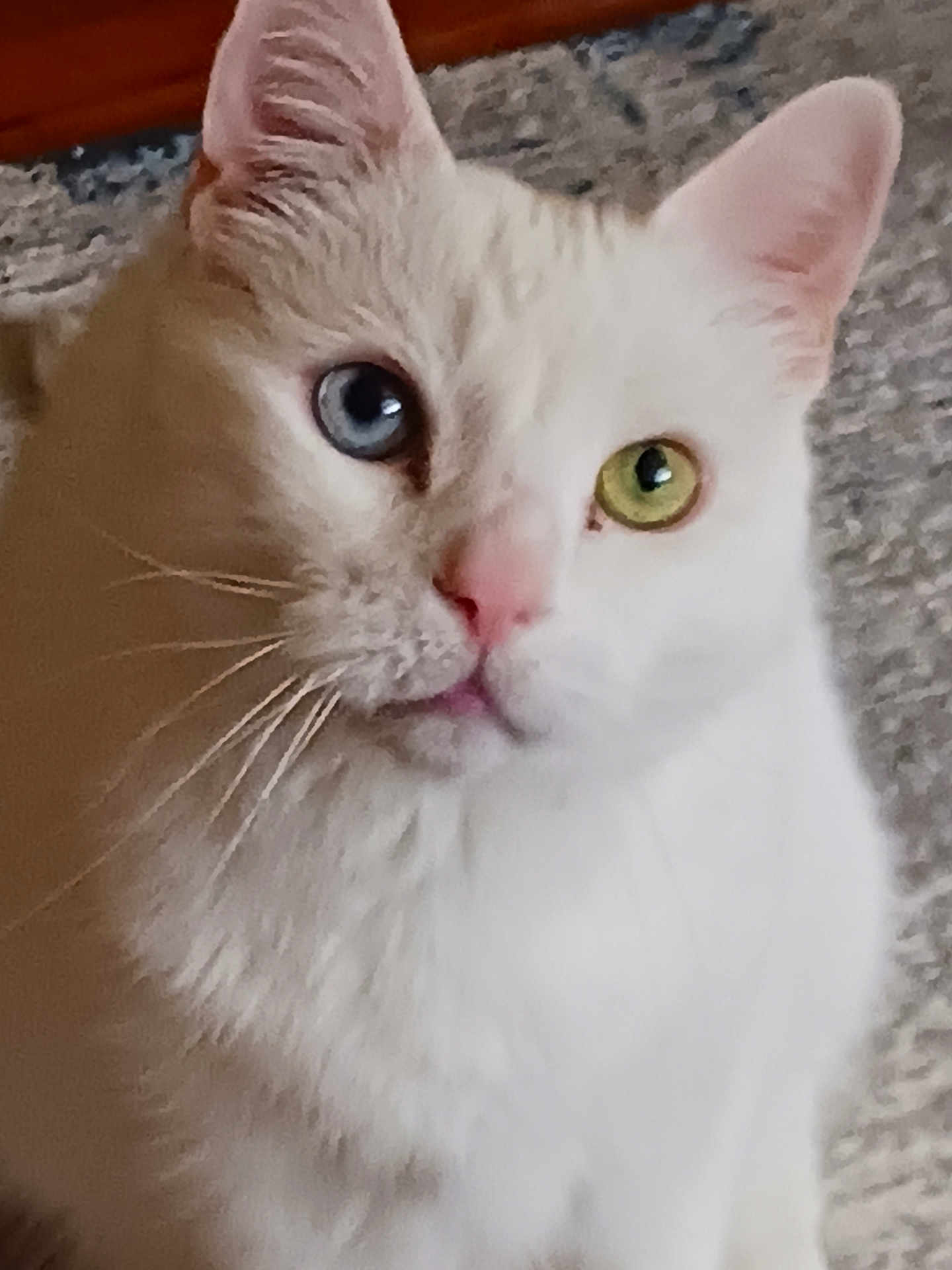 Little Boy is registered to the contest to win money with this photo: cat, white_cat, heterochromia, blue_eye, green_eye, closeup, pet, whiskers, feline, curious, indoor, fur, animal, cute, portrait, mammal, domestic, soft_light, face, ears