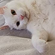 Little Boy is registered to the contest to win money with this photo: cat, white_cat, pet, feline, fur, close_up, paw, lying_down, indoor, texture, fabric, pattern, curious, soft, cute, animal, whiskers, ears, eye, relaxed