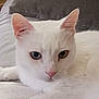 Little Boy joined the competition — help win amazing prizes! cat, white_cat, heterochromia, blue_eye, green_eye, pet, animal, feline, closeup, indoor, resting, cute, fur, whiskers, pink_nose, ear, portrait, relaxed, cushion, soft