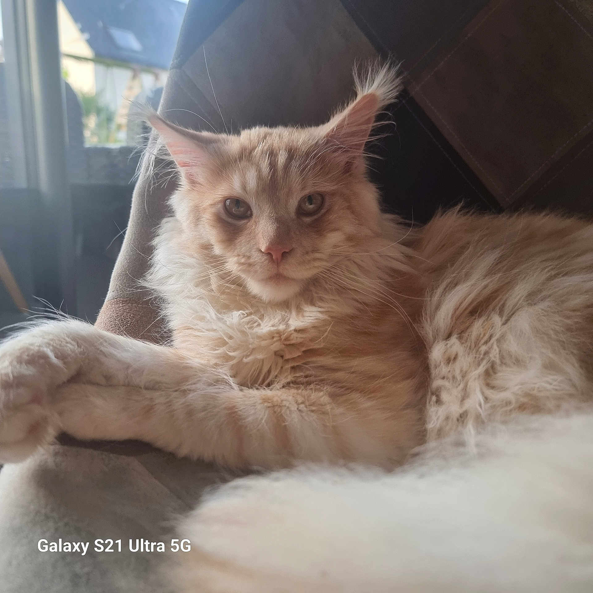 Zeus a rejoint le concours — aidez-le/la à gagner de superbes lots ! abyssinian, angora, animal, armchair, cat, chair, couch, furniture, hardwood, homedecor, indoors, kitten, manx, person, pet, siamese, sleeping, wood