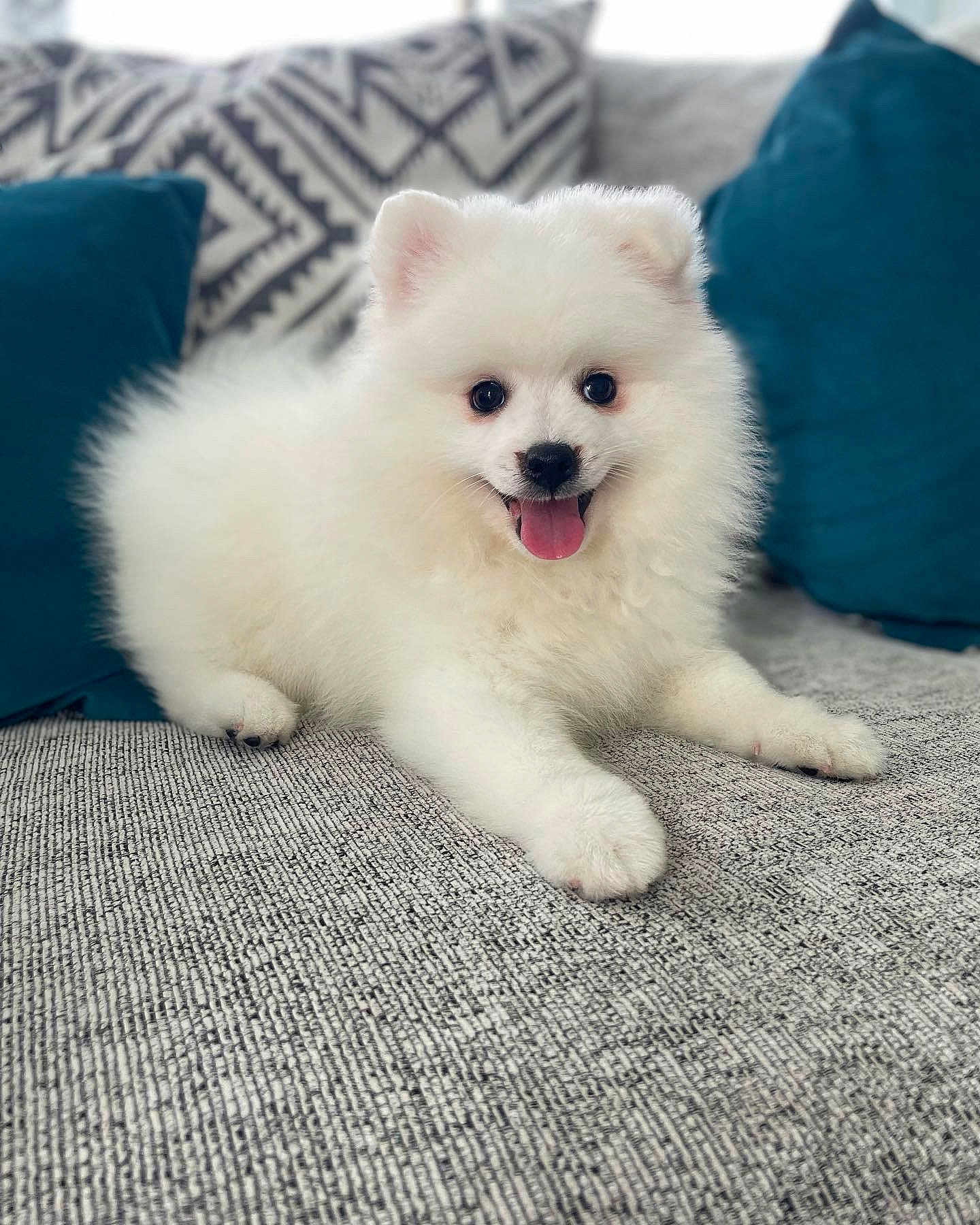 Shiro