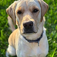 Bailey Boo joined the competition — help win amazing prizes! dog, labrador_retriever, pet, animal, grass, outdoor, canine, portrait, closeup, sitting, collar, nature, mammal, fur, domestic_animal, friendly, cute, summer, sunlight, background_blur