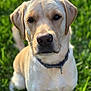 dog, labrador_retriever, pet, animal, grass, outdoor, canine, portrait, closeup, sitting, collar, nature, mammal, fur, domestic_animal, friendly, cute, summer, sunlight, background_blur