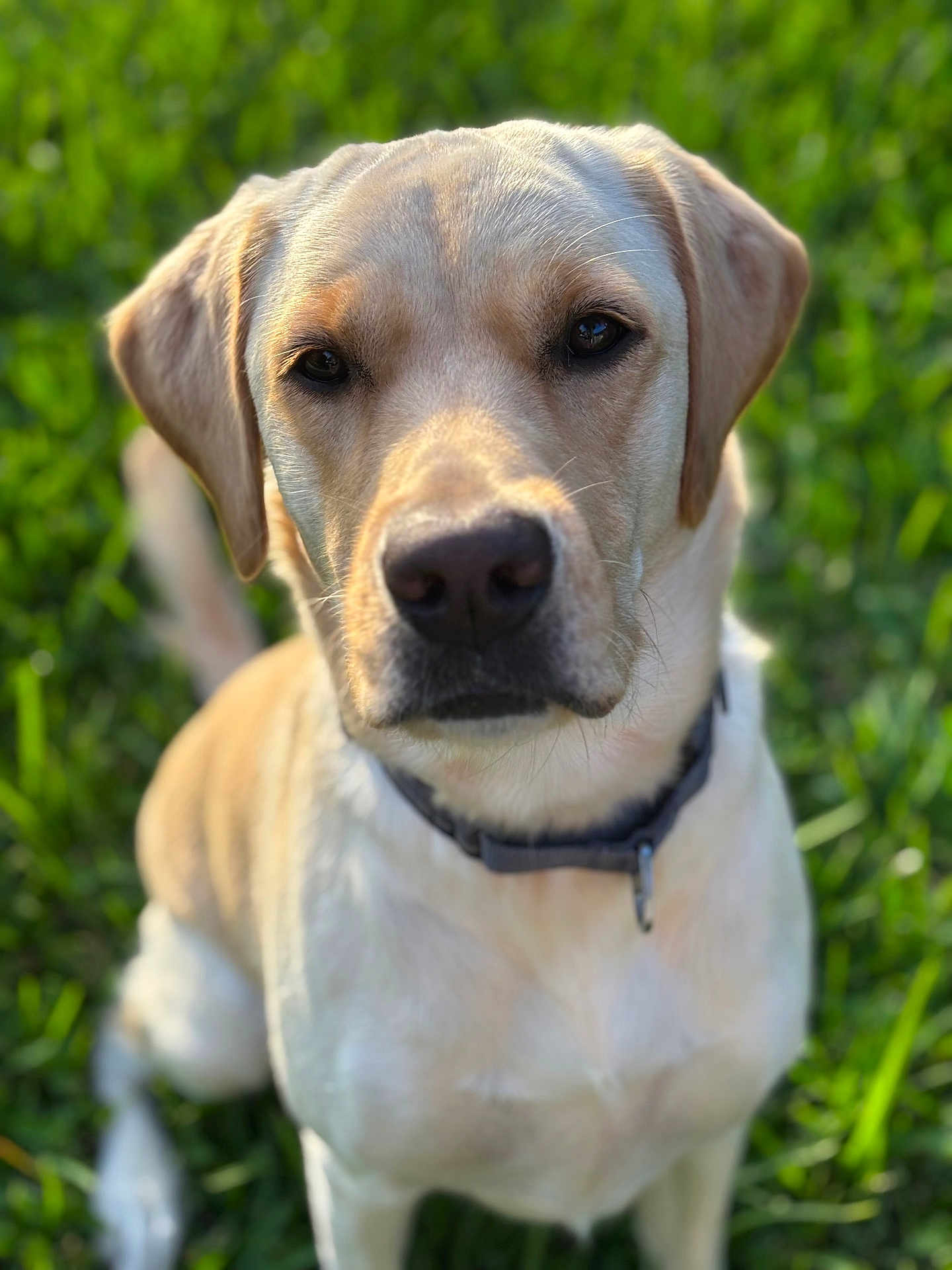 Bailey Boo