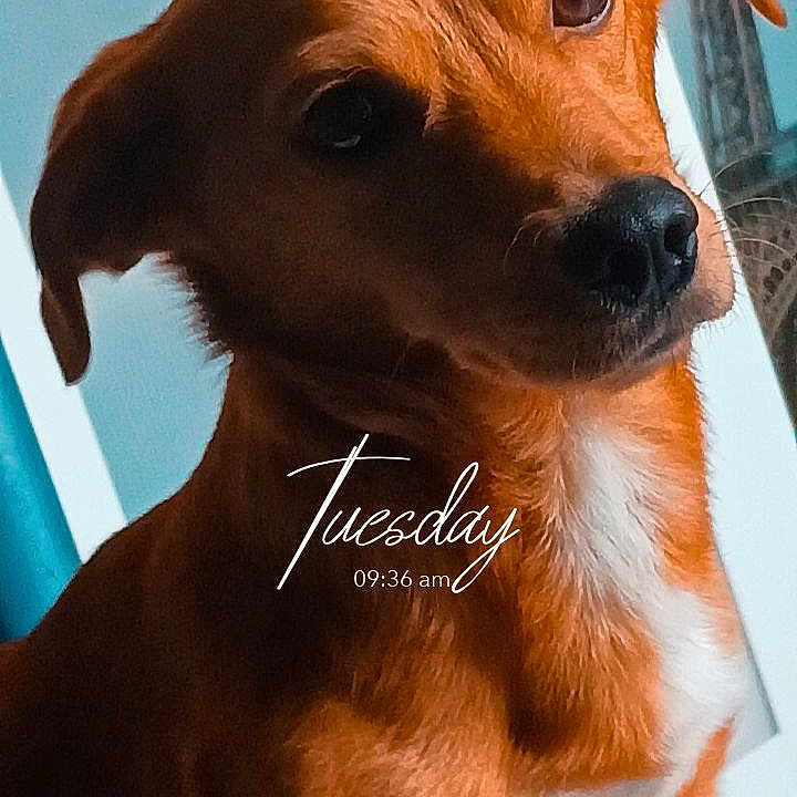 Upper participe au concours pour gagner de l'argent avec cette photo : animal, boxer, canine, chihuahua, dog, envelope, face, goldenretriever, greetingcard, head, hound, labradorretriever, mail, person, pet, photography, portrait, puppy, snout, text