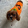 Pennywise joined the competition — help win amazing prizes! dog, costume, orange, pumpkin, pet, animal, cute, brown, fur, indoor, floor, looking_up, small_dog, ears, eyes, adorable, portrait, clothing, funny, expression