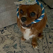 Pennywise is registered to the contest to win money with this photo: dog, brown_dog, pet, small_dog, rope_hat, blue_and_white_rope, decorative_fabric, indoor, carpet, patterned_rug, couch, furniture, cute, curious, sitting, looking_up, animal, companion, domestic_animal, playful