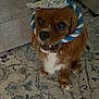 dog, brown_dog, pet, small_dog, rope_hat, blue_and_white_rope, decorative_fabric, indoor, carpet, patterned_rug, couch, furniture, cute, curious, sitting, looking_up, animal, companion, domestic_animal, playful