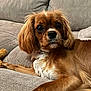 dog, brown_dog, couch, indoor, pet, fur, white_chest, relaxed, closeup, texture, canine, companion, domestic_animal, animal, furniture, living_room, laying_down, ears, paw, whiskers
