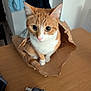 cat, closeup, curious, cute, domestic_animal, ears, feline, front_view, household, indoor, looking_up, orange_cat, paper_bag, pet, sitting, striped, table, whiskers, white_cat, wooden_surface