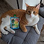 cat, orange_cat, white_cat, chair, cushion, pouch, apple_flavored_snack, indoor, flooring, wood_floor, pet, feline, animal, cute, relaxed, looking_at_camera, domestic, fur, whiskers, ears