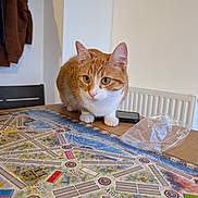 Vina participe au concours pour gagner de l'argent avec cette photo : cat, orange_cat, white_cat, indoor, table, board_game, map, plastic_wrapper, smartphone, chair, wall, radiator, curious, pet, feline, domestic_animal, closeup, playing, game_night, home