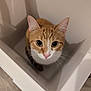 Vina a rejoint le concours — aidez-le/la à gagner de superbes lots ! cat, ginger_cat, white_cat, pet, animal, curious, container, plastic_container, indoor, looking_up, whiskers, cute, feline, ears, face, eyes, floor, shadow, household, closeup