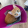 Vina participe au concours pour gagner de l'argent avec cette photo : cat, ginger_cat, bucket, indoor, wooden_floor, curious, pet, animal, looking_up, whiskers, ears, floor, container, household, domestic, feline, close_up, cute, orange, white