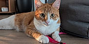 Vina participe au concours pour gagner de l'argent avec cette photo : cat, orange_cat, white_cat, indoor, wooden_floor, plant, black_pot, bean_bag, pink_tag, curious, feline, paws, glassware, cabinet, daylight, domestic, pet, resting, looking, cozy