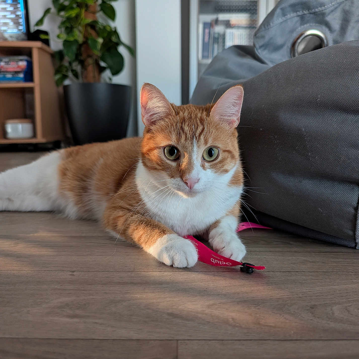 Vina participe au concours pour gagner de l'argent avec cette photo : bean_bag, black_pot, cabinet, cat, cozy, curious, daylight, domestic, feline, glassware, indoor, looking, orange_cat, paws, pet, pink_tag, plant, resting, white_cat, wooden_floor