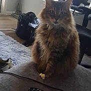 Sadie Ann is registered to the contest to win money with this photo: cat, fluffy_cat, long_hair, brown_fur, tabby, pet, animal, sitting, couch, living_room, remote_control, snack, paws, ears, whiskers, portrait, indoors, furniture, rug, relaxed