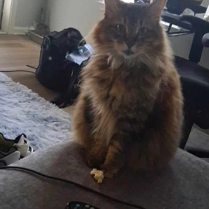 Sadie Ann is registered to the contest to win money with this photo: cat, fluffy_cat, long_hair, brown_fur, tabby, pet, animal, sitting, couch, living_room, remote_control, snack, paws, ears, whiskers, portrait, indoors, furniture, rug, relaxed