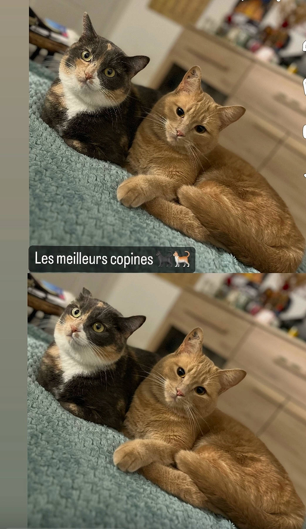 Ruby participe au concours pour gagner de l'argent avec cette photo : art, carnivore, cat, collage, domestic_short_haired_cat, fawn, felidae, fur, mammal, organism, paw, photo_caption, photograph, small_to_medium_sized_cats, snapshot, snout, tail, vertebrate, whiskers, wildlife