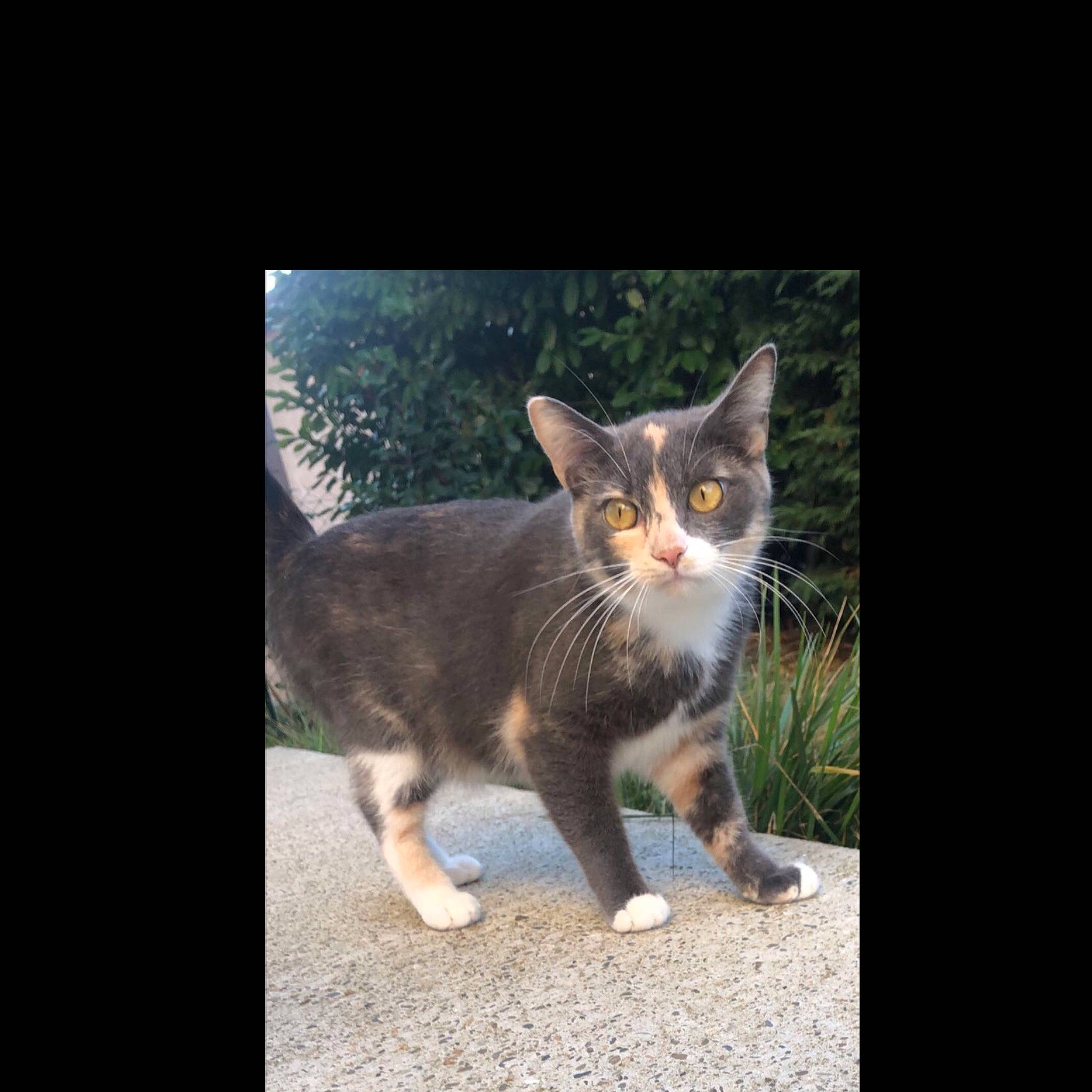 Ruby participe au concours pour gagner de l'argent avec cette photo : asphalt, carnivore, cat, domestic_short_haired_cat, fawn, felidae, fur, grass, metal, paw, photo_caption, plant, road_surface, sitting, small_to_medium_sized_cats, snout, tail, tree, whiskers, wood
