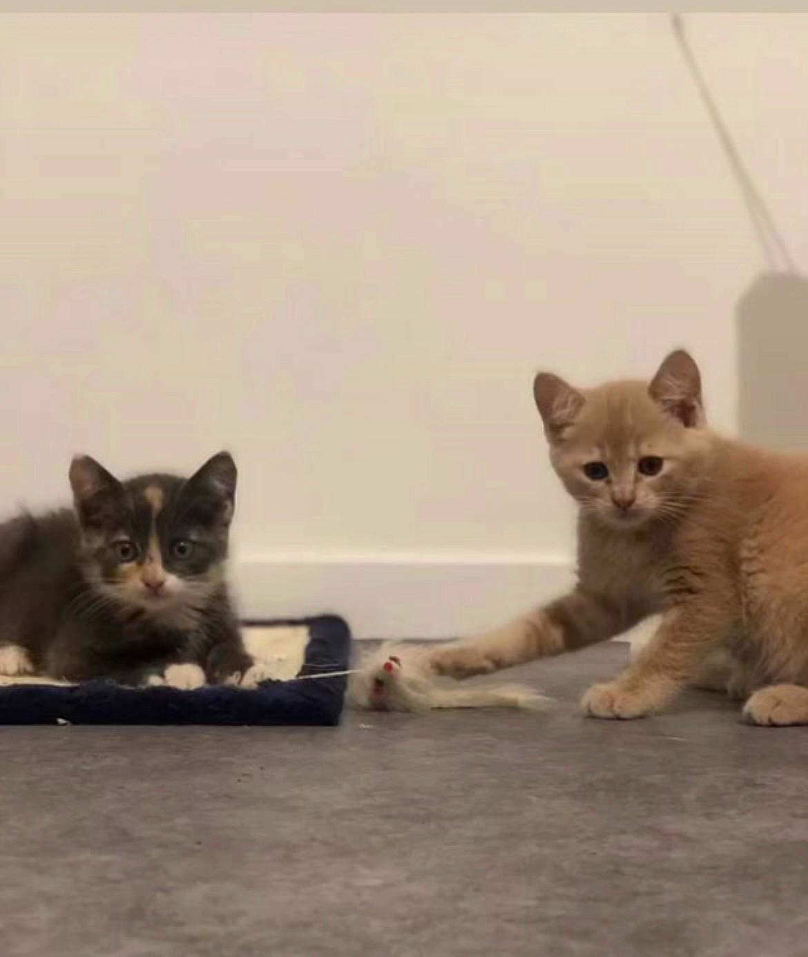 Ruby a rejoint le concours — aidez-le/la à gagner de superbes lots ! carnivore, cat, domestic_short_haired_cat, felidae, flooring, fur, grey, mammal, paw, photo_caption, small_to_medium_sized_cats, snout, tail, terrestrial_animal, whiskers, window