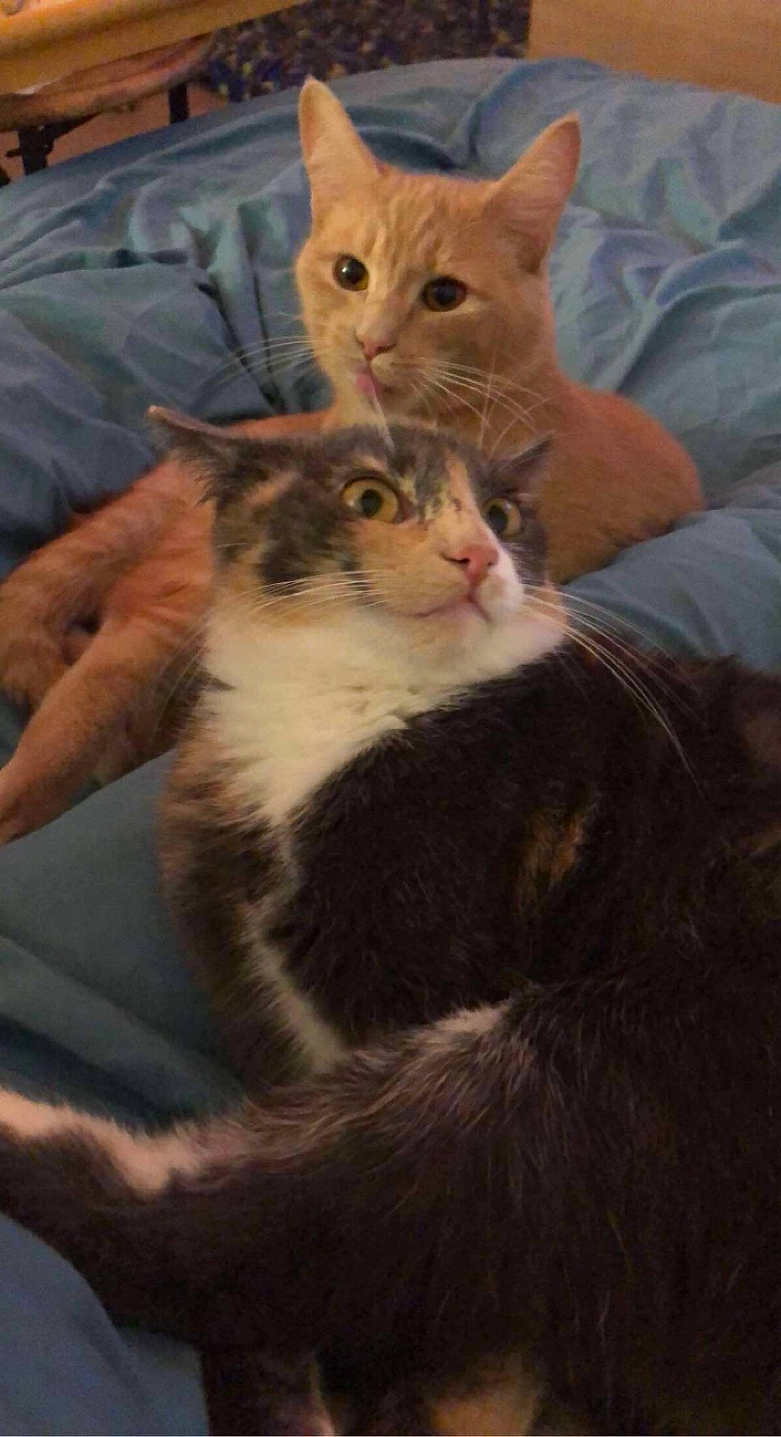 Ruby participe au concours pour gagner de l'argent avec cette photo : carnivore, cat, claw, comfort, couch, domestic_short_haired_cat, ear, eye, fawn, felidae, fur, gesture, human_leg, lap, paw, sitting, small_to_medium_sized_cats, snout, tail, whiskers