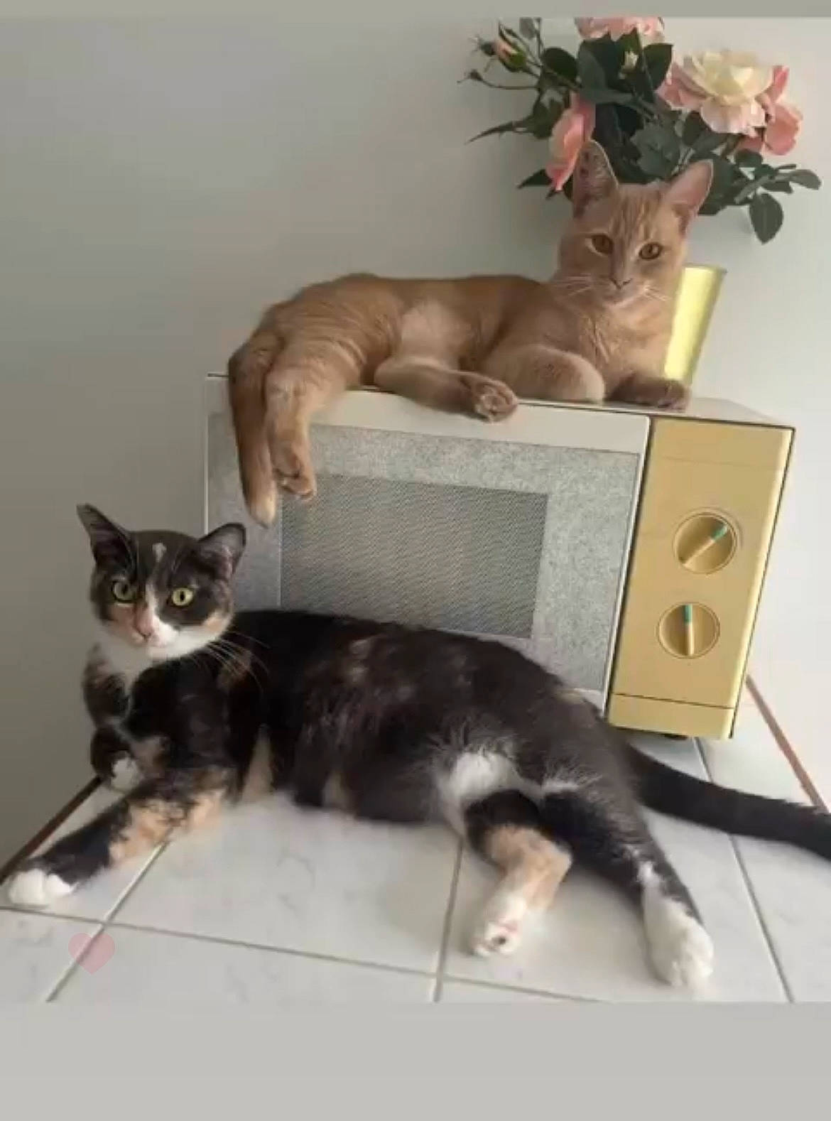 Beauty a rejoint le concours — aidez-le/la à gagner de superbes lots ! carnivore, cat, cat_supply, comfort, domestic_short_haired_cat, felidae, flower, flowerpot, fur, grey, houseplant, mammal, plant, room, shelving, small_to_medium_sized_cats, tail, vertebrate, whiskers, wood