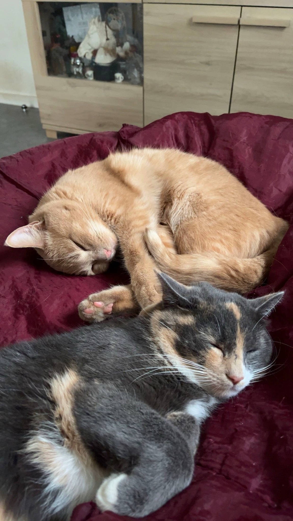 Beauty participe au concours pour gagner de l'argent avec cette photo : carnivore, cat, claw, comfort, domestic_short_haired_cat, felidae, fur, nap, paw, sleep, small_to_medium_sized_cats, snout, tail, terrestrial_animal, whiskers