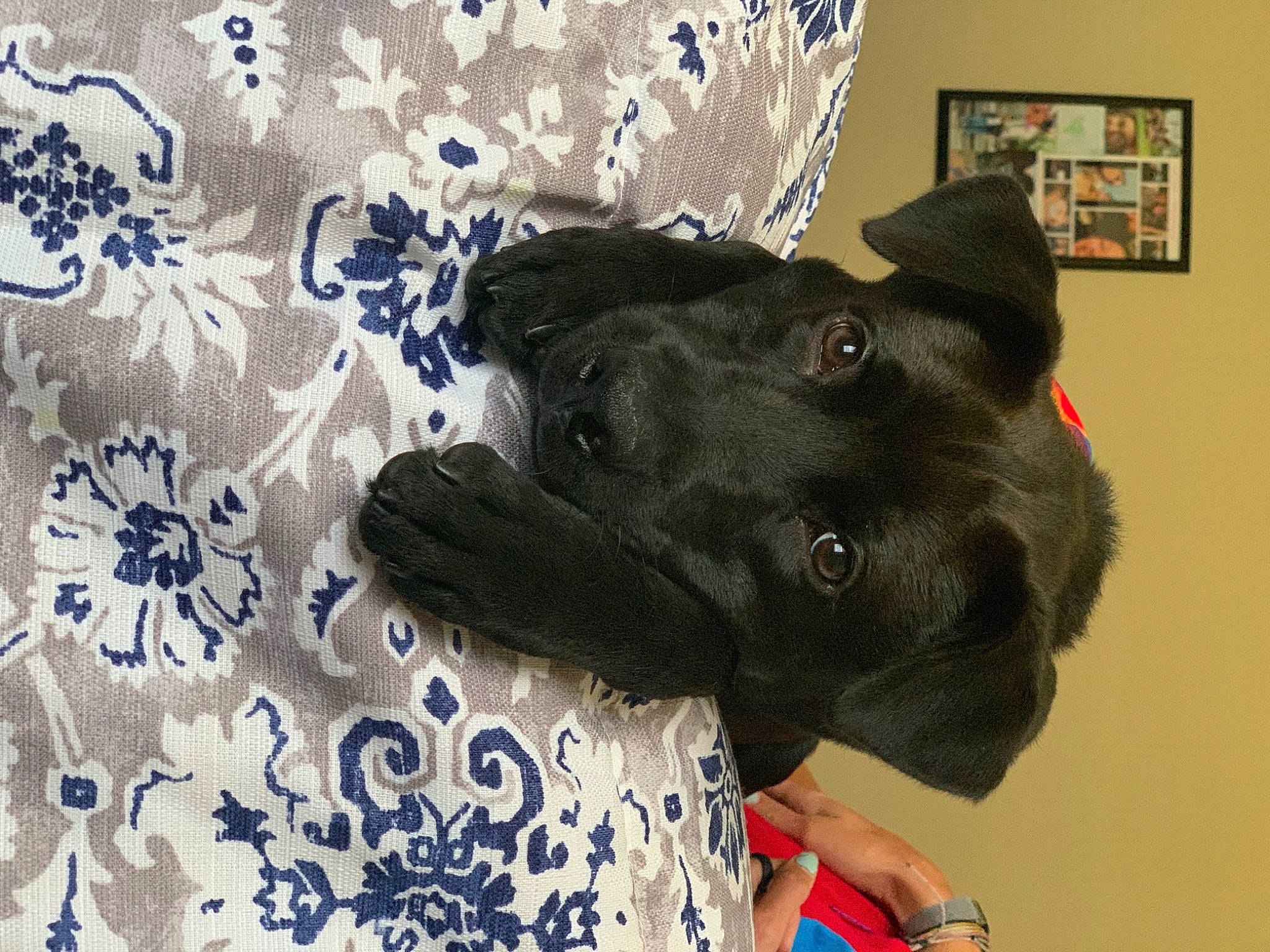 Kash is registered to the contest to win money with this photo: canidae, carnivore, companion_dog, dog, dog_breed, fawn, french_bulldog, guard_dog, non_sporting_group, patterdale_terrier, puppy, snout, sporting_group, staffordshire_bull_terrier