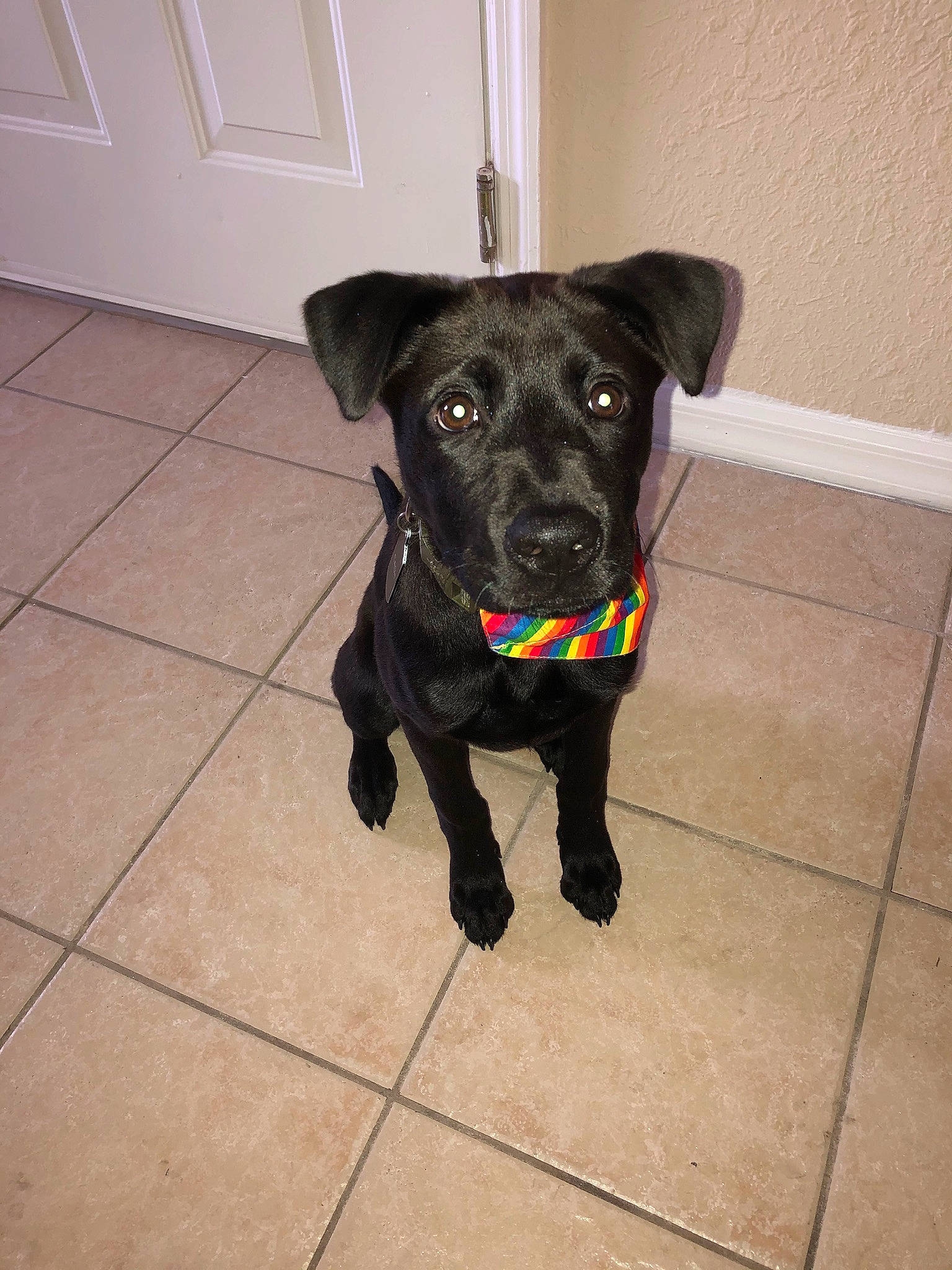 Kash joined the competition — help win amazing prizes! beagador, borador, canidae, carnivore, companion_dog, dog, dog_breed, fawn, floor, formosan_mountain_dog, labrador_retriever, mammal, patterdale_terrier, puppy, rare_breed_dog, retriever, snout, sporting_group, tail, tile