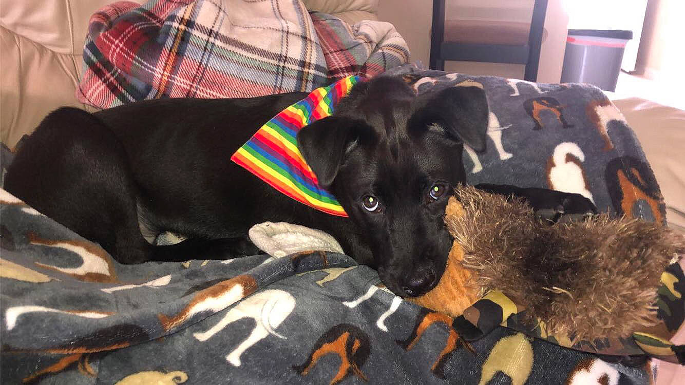 Kash joined the competition — help win amazing prizes! canidae, carnivore, dog, dog_breed, mammal, patterdale_terrier, puppy, rare_breed_dog, snout, sporting_group, vertebrate