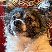 Mia Rose joined the competition — help win amazing prizes! dog, fluffy, ears, eyes, couch, indoor, pet, closeup, fur, portrait, living_room, animal, companion, cute, domestic, sitting, brown, white, background, cozy