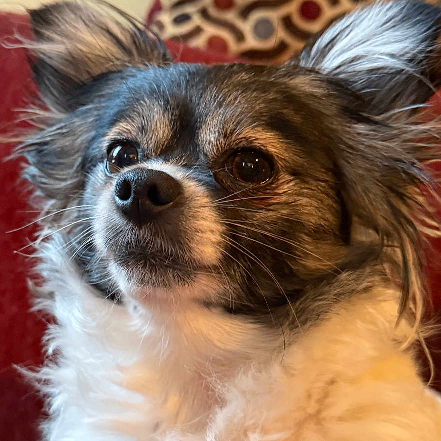 Mia Rose joined the competition — help win amazing prizes! animal, background, brown, closeup, companion, couch, cozy, cute, dog, domestic, ears, eyes, fluffy, fur, indoor, living_room, pet, portrait, sitting, white