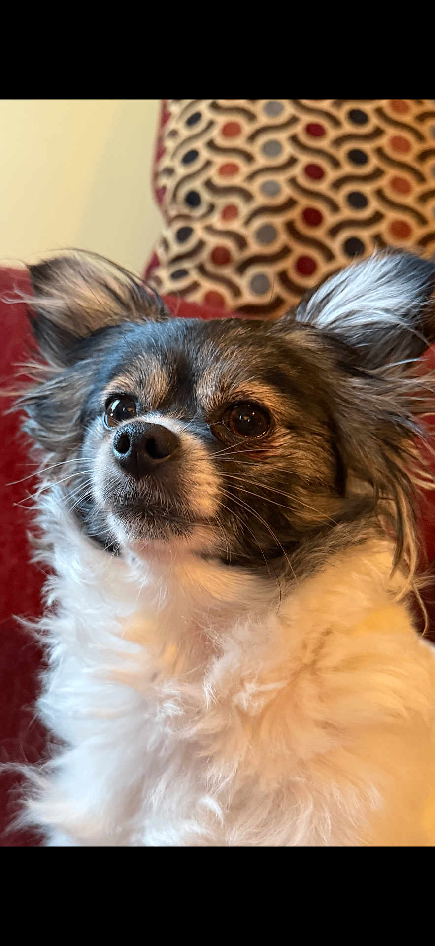 Mia Rose joined the competition — help win amazing prizes! dog, fluffy, ears, eyes, couch, indoor, pet, closeup, fur, portrait, living_room, animal, companion, cute, domestic, sitting, brown, white, background, cozy