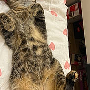 Venus a rejoint le concours — aidez-le/la à gagner de superbes lots ! cat, tabby, pet, animal, fur, relaxing, sleeping, indoor, hand, blanket, heart_pattern, paw, cute, feline, whiskers, cozy, resting, domestic_cat, soft, content
