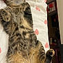 cat, tabby, pet, animal, fur, relaxing, sleeping, indoor, hand, blanket, heart_pattern, paw, cute, feline, whiskers, cozy, resting, domestic_cat, soft, content