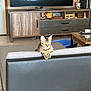cat, tabby_cat, couch, living_room, television, wooden_furniture, floor_tiles, coffee_table, glass_tabletop, decorative_items, natural_light, pet, feline, indoor, curious, yellow_eyes, relaxed, home_interior, animal, household