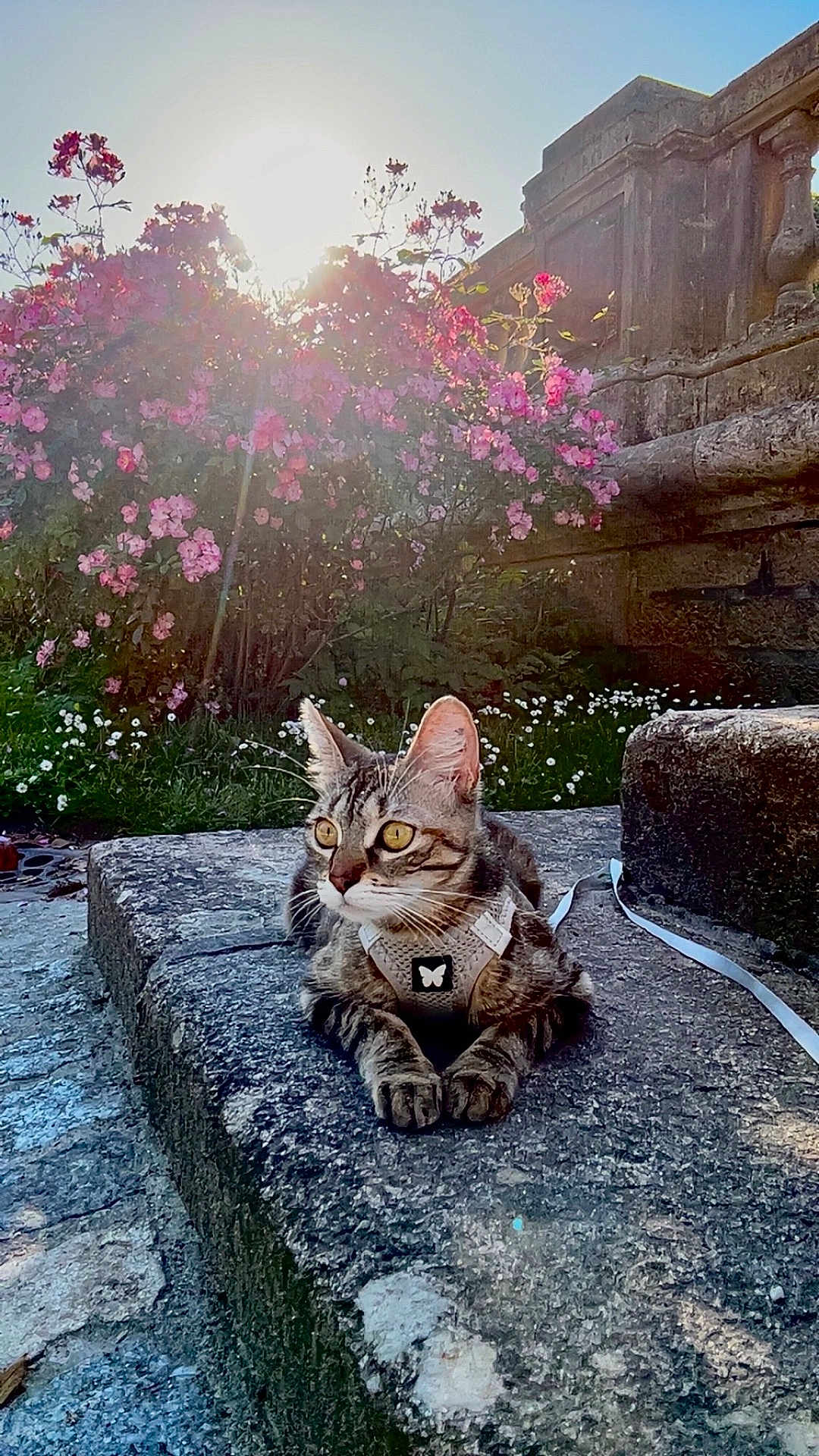 Venus