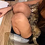 cat, tabby, sleeping, knees, person, wooden_table, indoor, floor_tiles, relaxation, comfort, pet, feline, domestic_animal, resting, human_arm, black_clothing, wallet, papers, chair, home