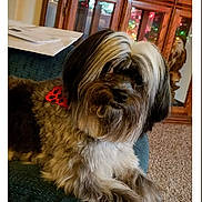 Josie Lynn joined the competition — help win amazing prizes! dog, fluffy, bandana, red, paw_prints, couch, indoor, carpet, wooden_cabinet, glass_doors, decorative_owl, colorful_lights, pet, animal, fur, relaxing, home, living_room, cozy, portrait