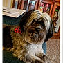 dog, fluffy, bandana, red, paw_prints, couch, indoor, carpet, wooden_cabinet, glass_doors, decorative_owl, colorful_lights, pet, animal, fur, relaxing, home, living_room, cozy, portrait