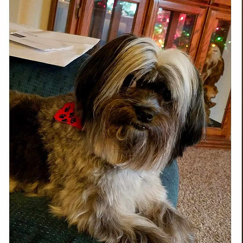 Josie Lynn joined the competition — help win amazing prizes! animal, bandana, carpet, colorful_lights, couch, cozy, decorative_owl, dog, fluffy, fur, glass_doors, home, indoor, living_room, paw_prints, pet, portrait, red, relaxing, wooden_cabinet