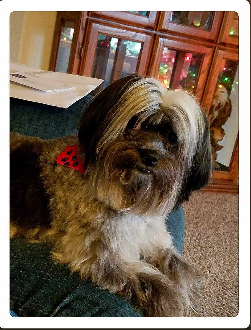 Josie Lynn joined the competition — help win amazing prizes! dog, fluffy, bandana, red, paw_prints, couch, indoor, carpet, wooden_cabinet, glass_doors, decorative_owl, colorful_lights, pet, animal, fur, relaxing, home, living_room, cozy, portrait